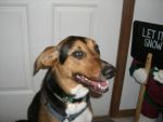 Dogs FoxHound Mix
